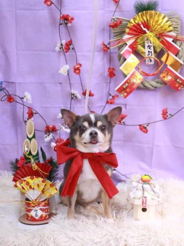 20230128メルくん